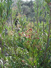 heteromeles arbutifolia